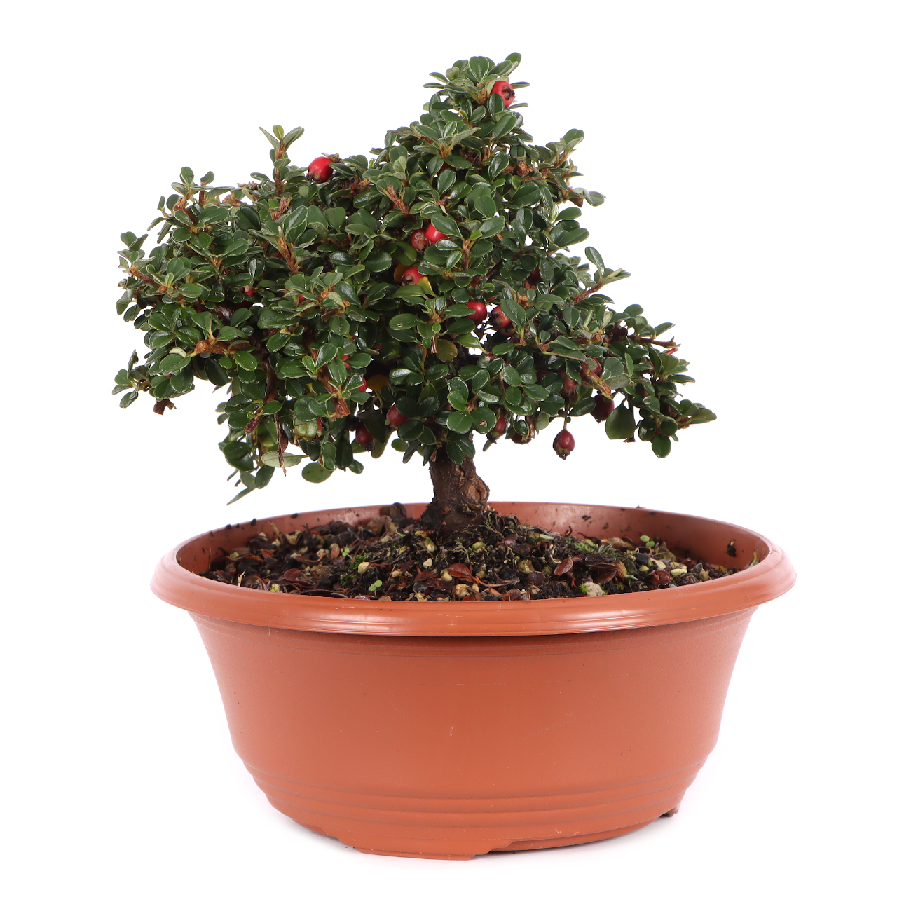 Cotoneaster microphyllus 'Cochleatus'