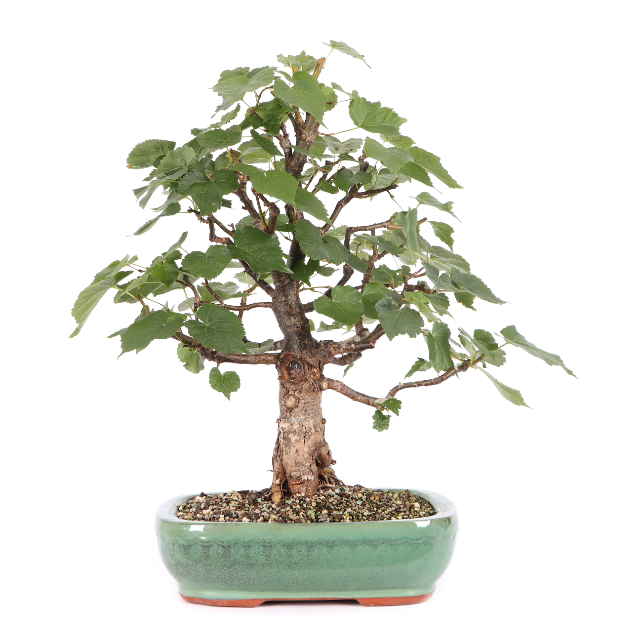 Tilia cordata