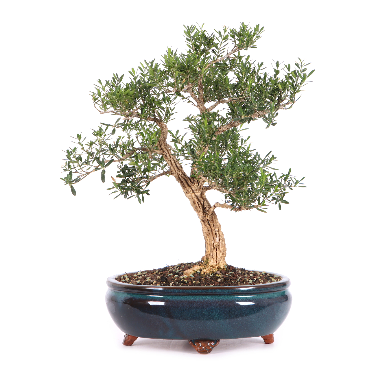 Buxus sinica var. sinica