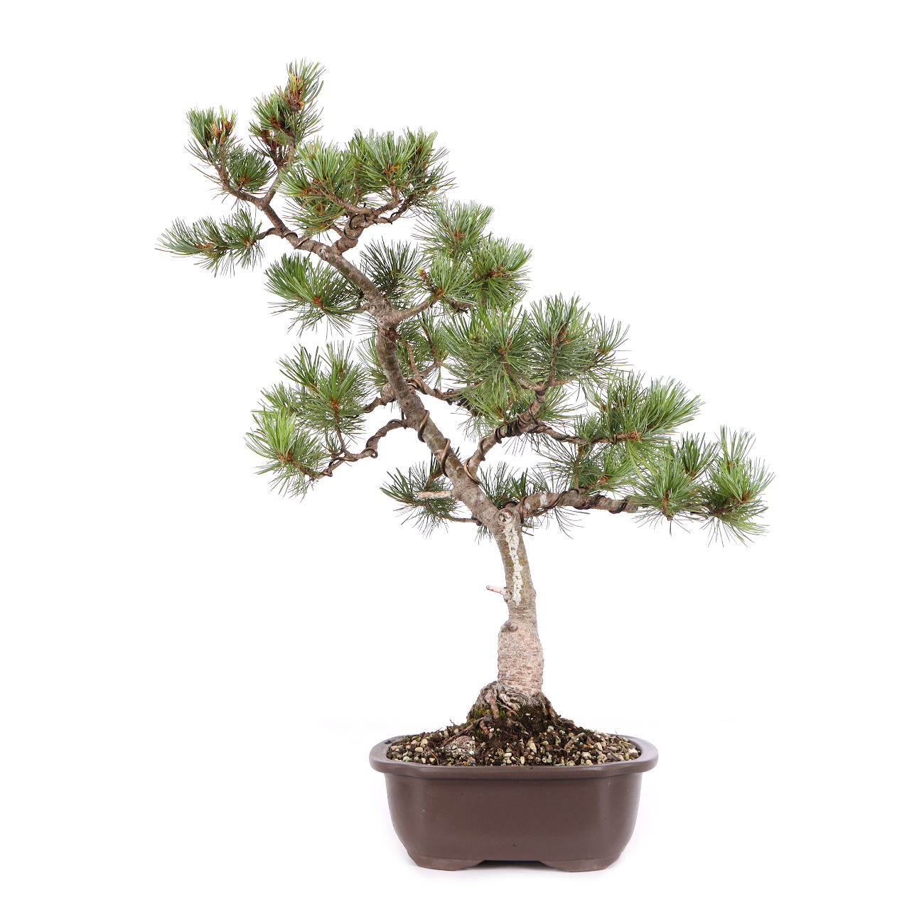 Pinus parviflora 'Glauca'