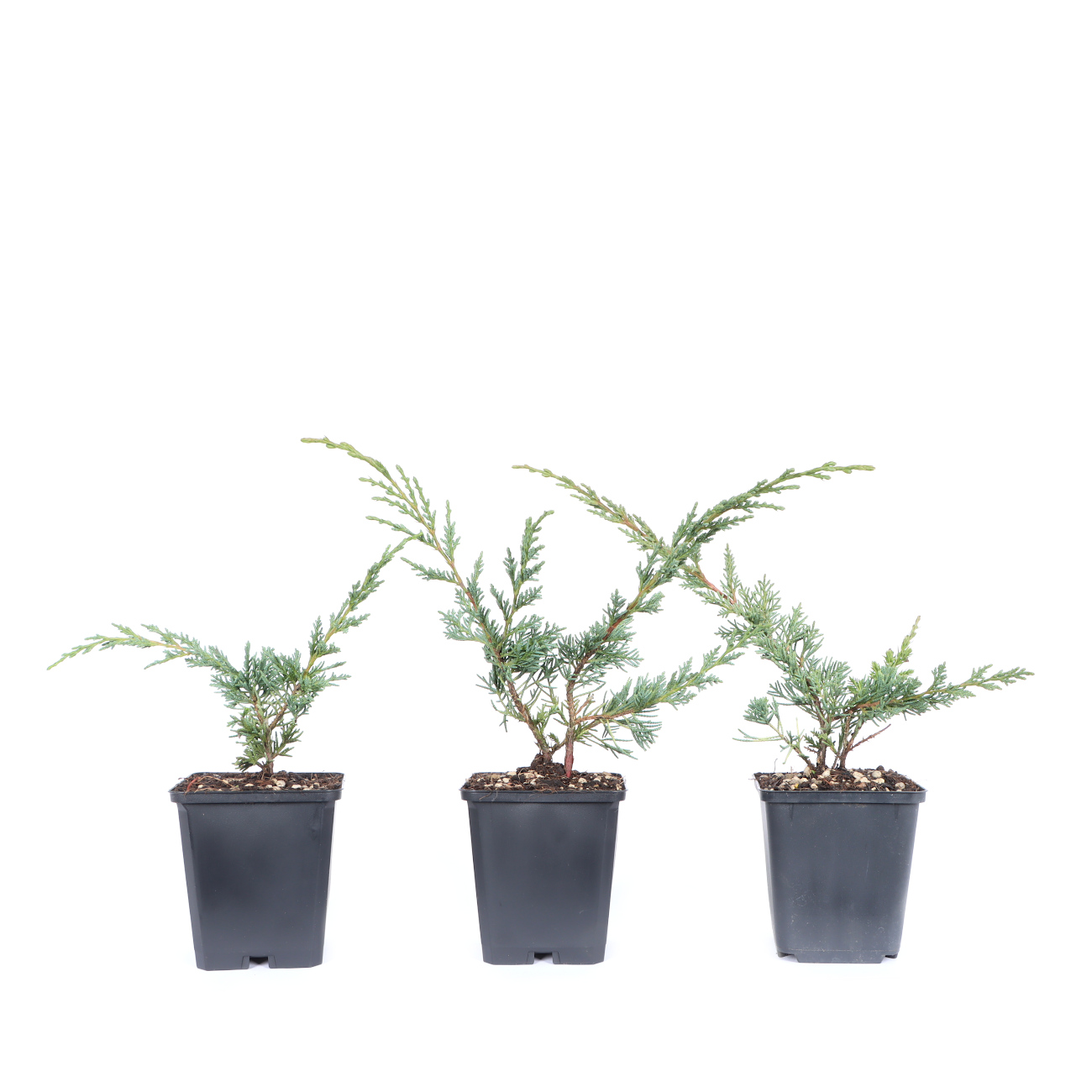 Juniperus chinensis 'Blaauw'