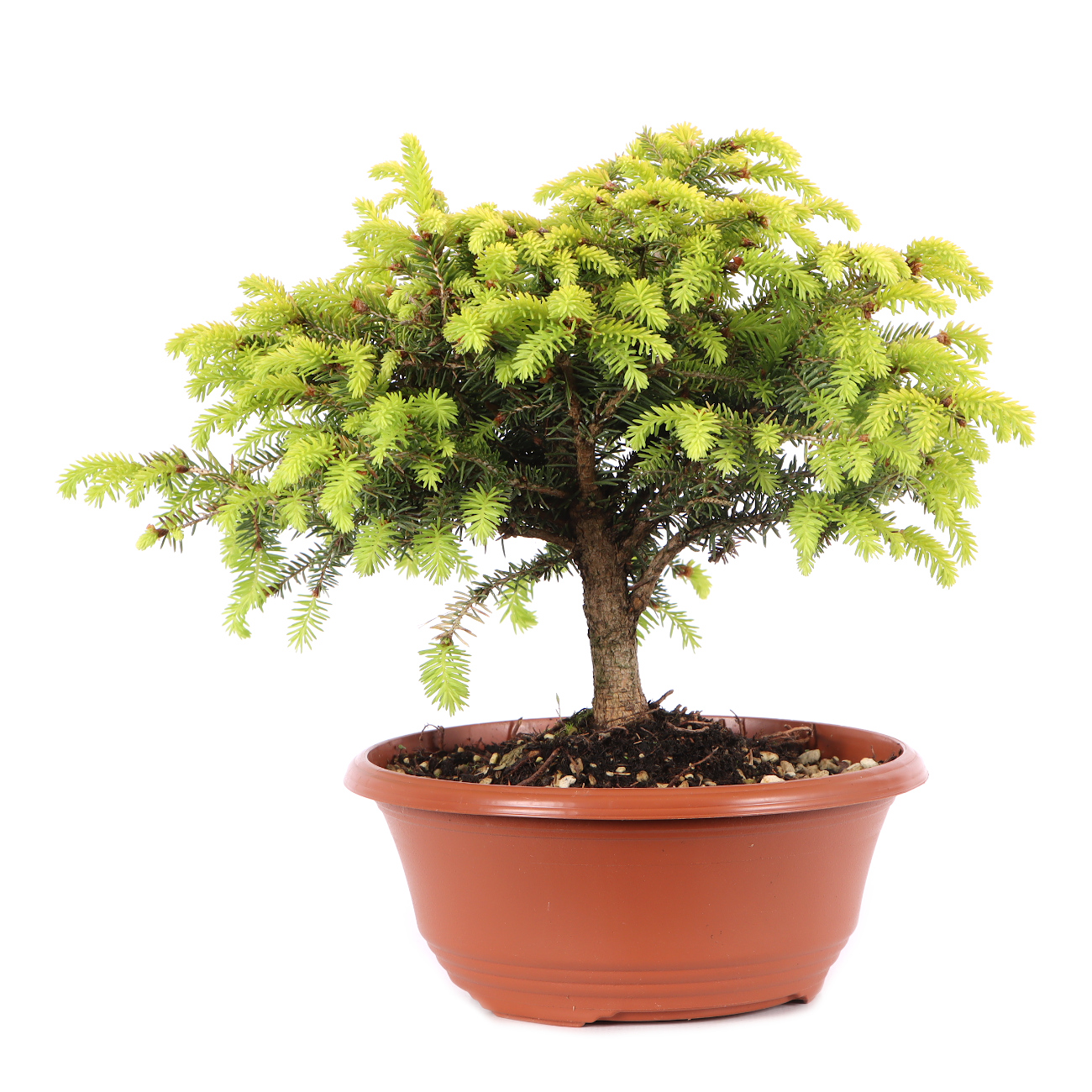 Picea abies 'Nidiformis'