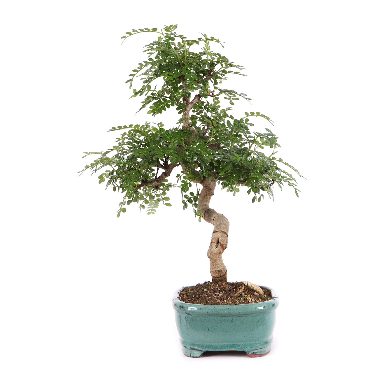Zanthoxylum spec.