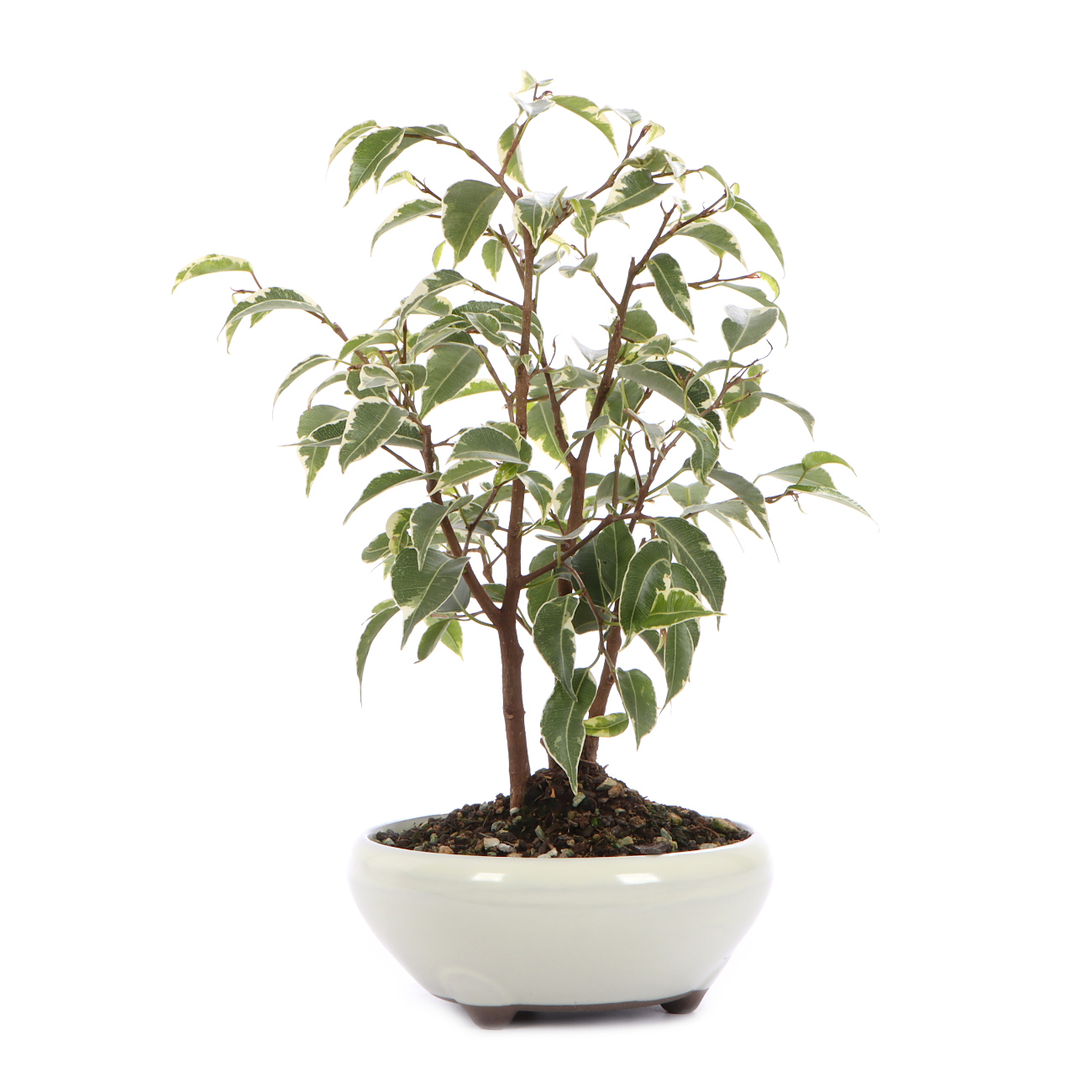 Seitenansicht rechts