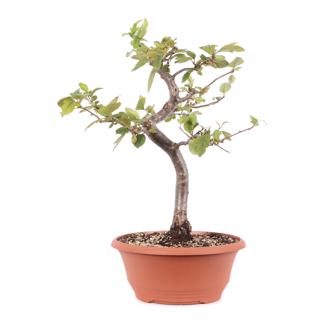 Malus toringo