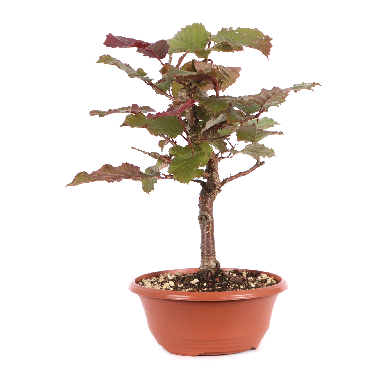 Corylus avellana 'Rotblättrige Zellernuss'