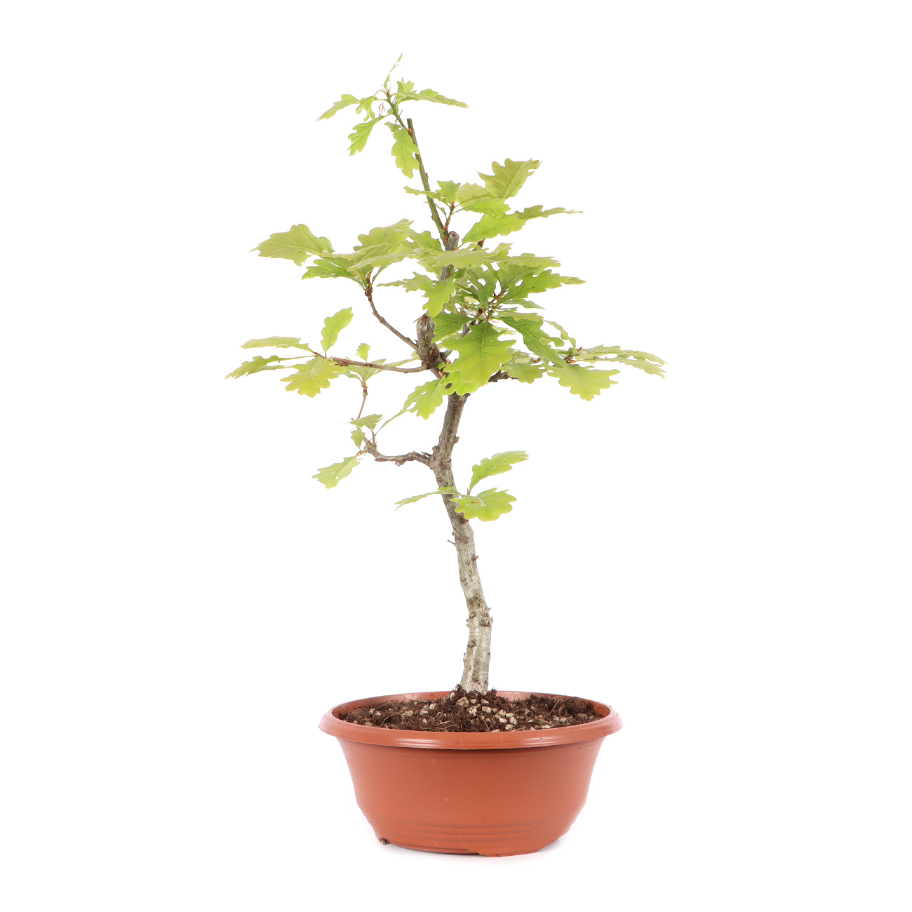 Quercus robur
