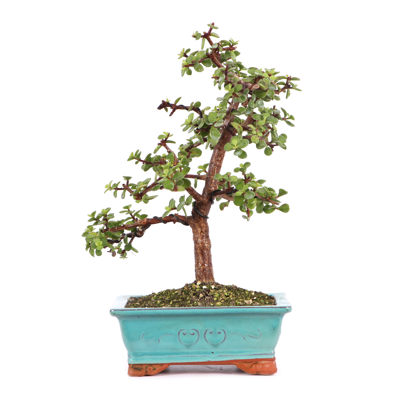 Portulacaria afra