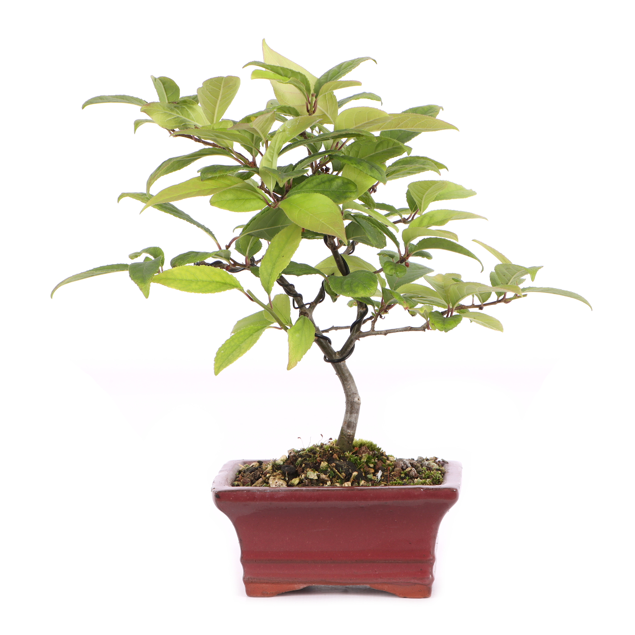 Ilex serrata