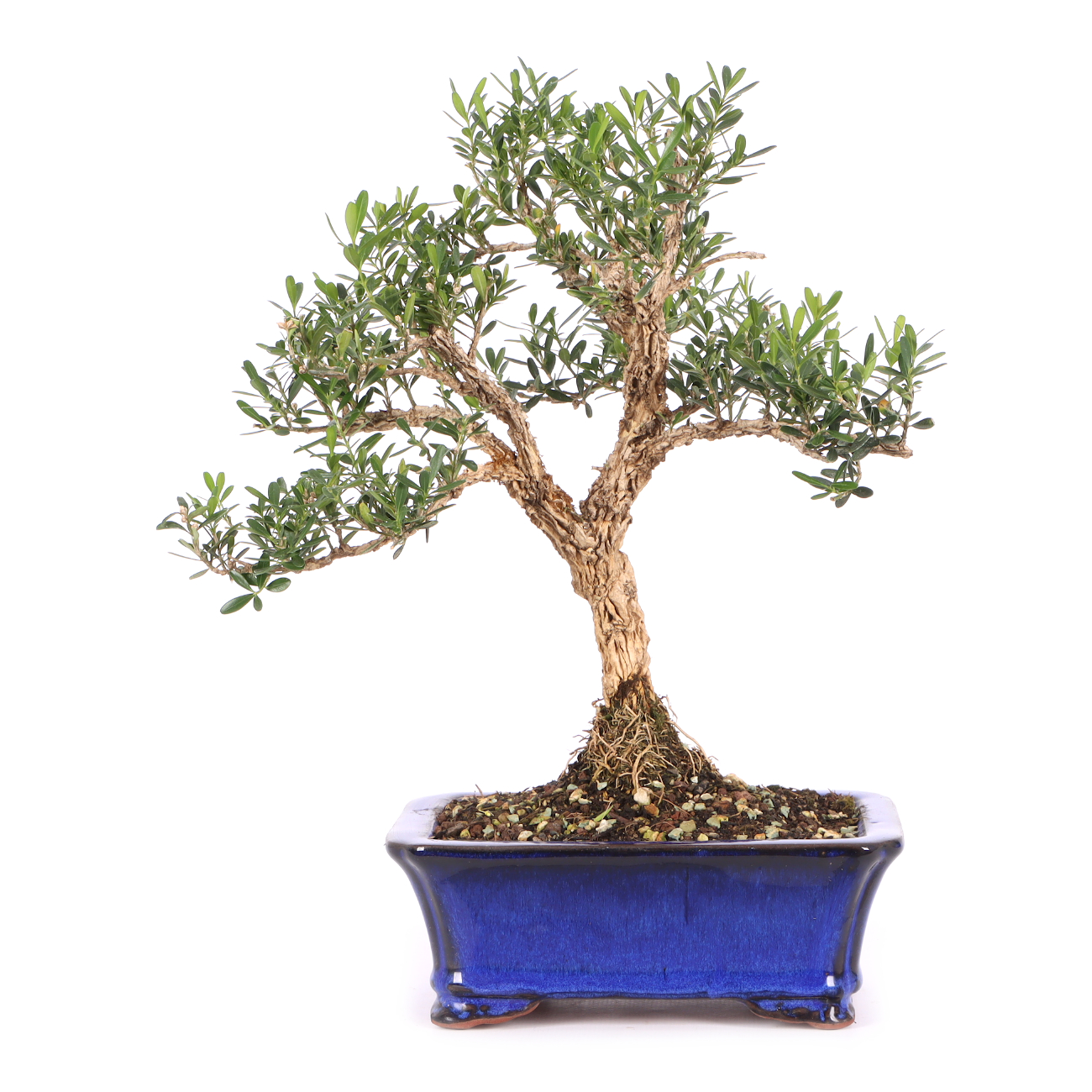 Buxus sinica var. sinica
