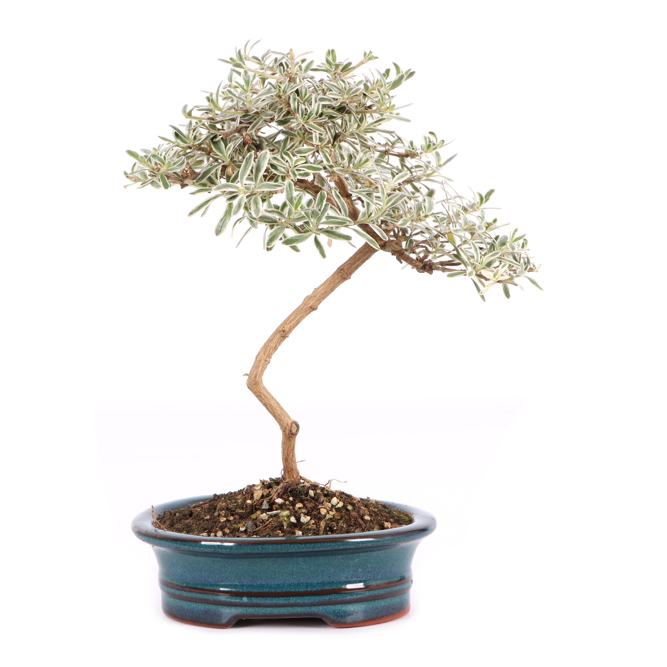 Coprosma x kirkii 'Variegata'