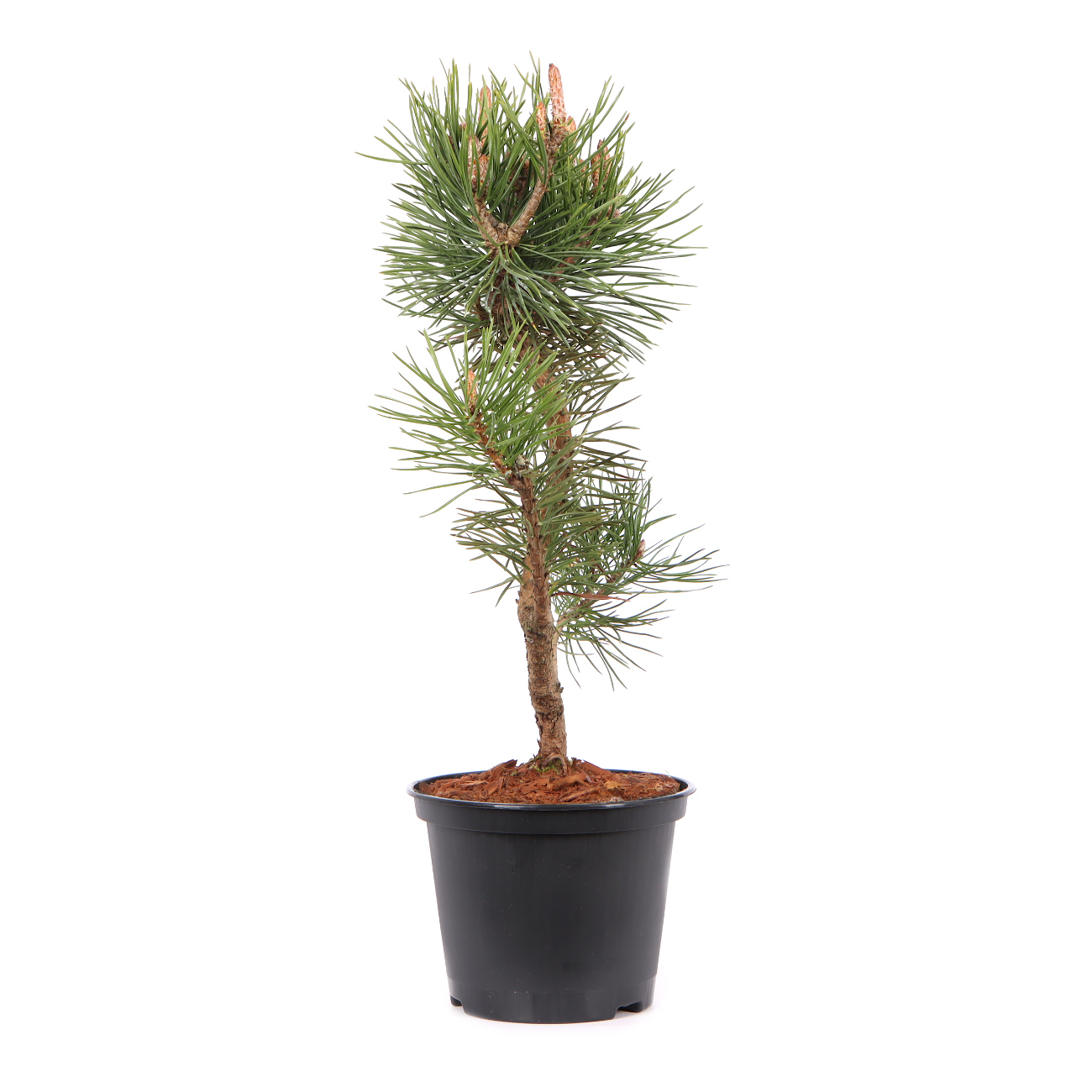Pinus mugo subsp. uncinata