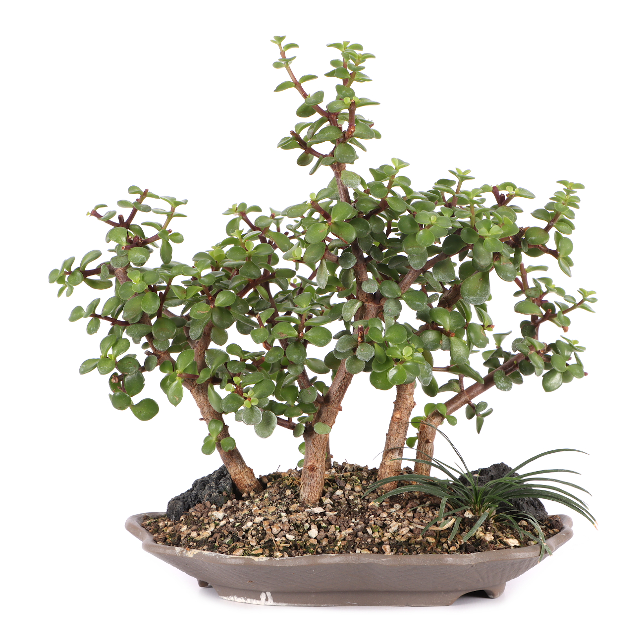 Portulacaria afra
