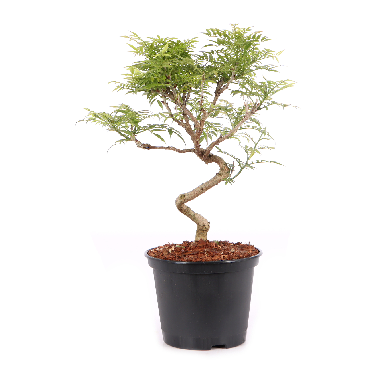 Millettia japonica 'Hime Fuji'