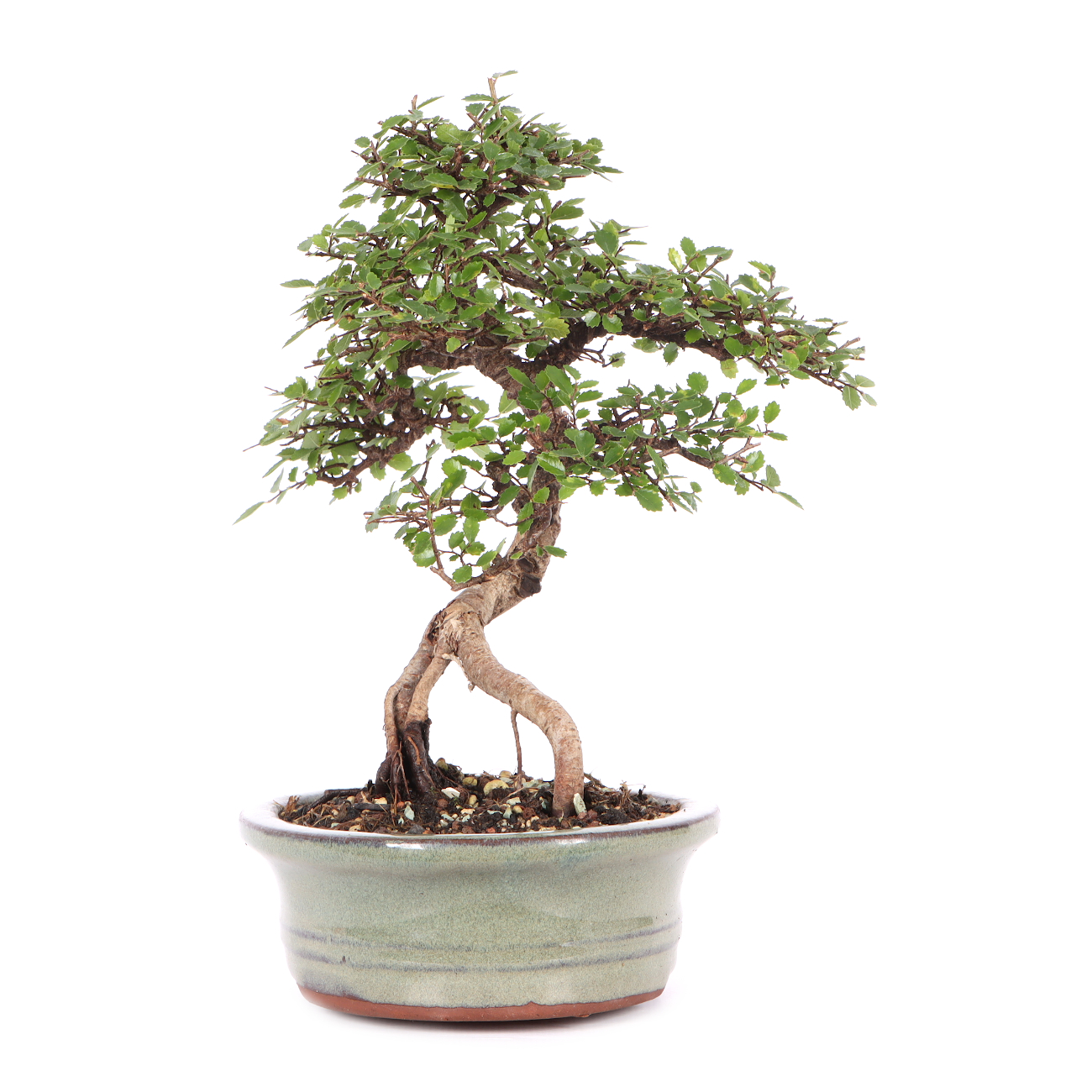 Ulmus parvifolia