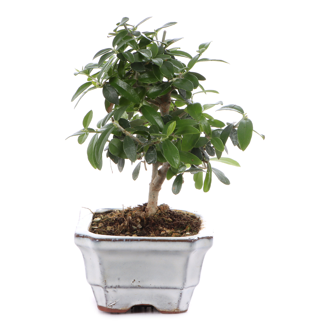 Olea europaea subsp. sylvestris