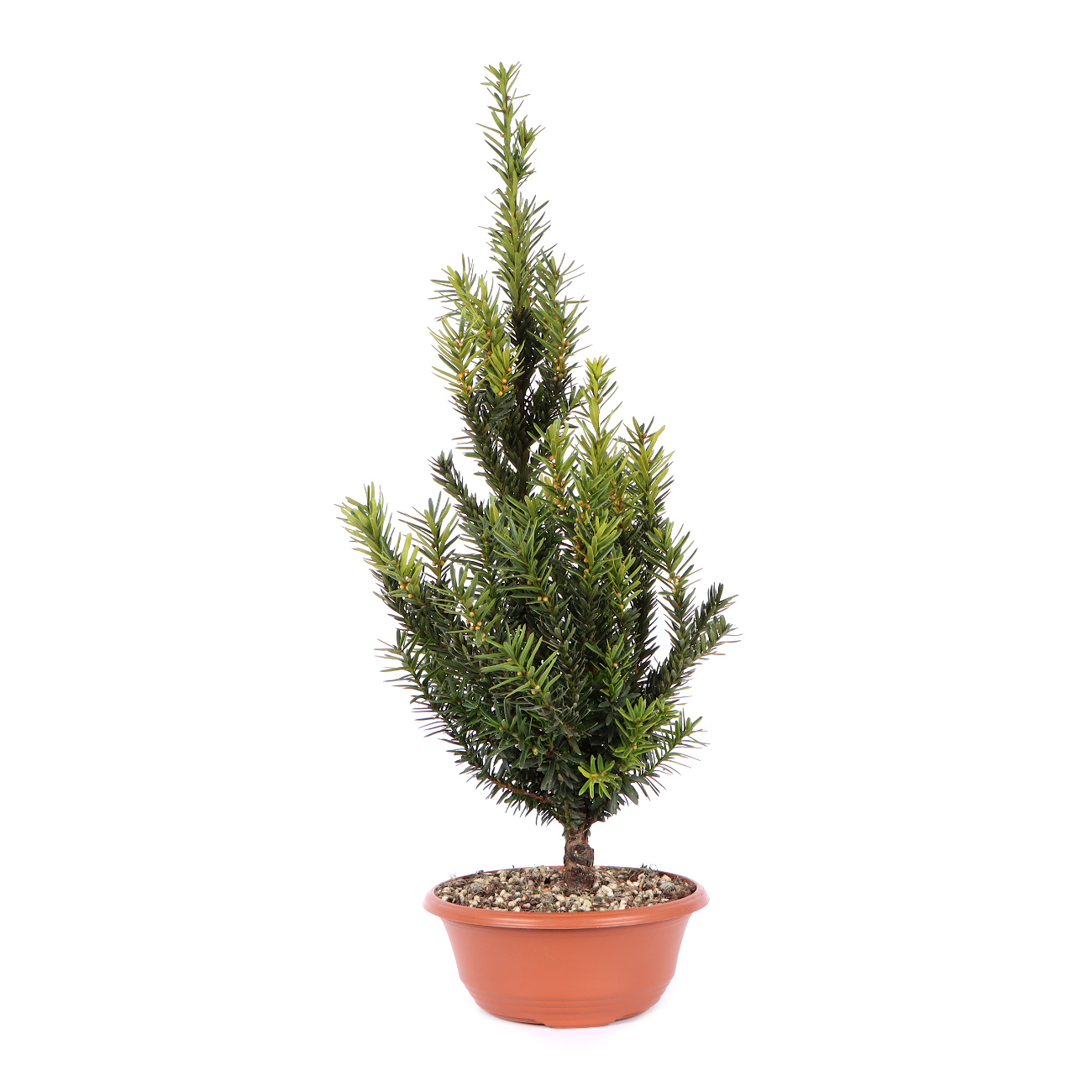 Seitenansicht rechts