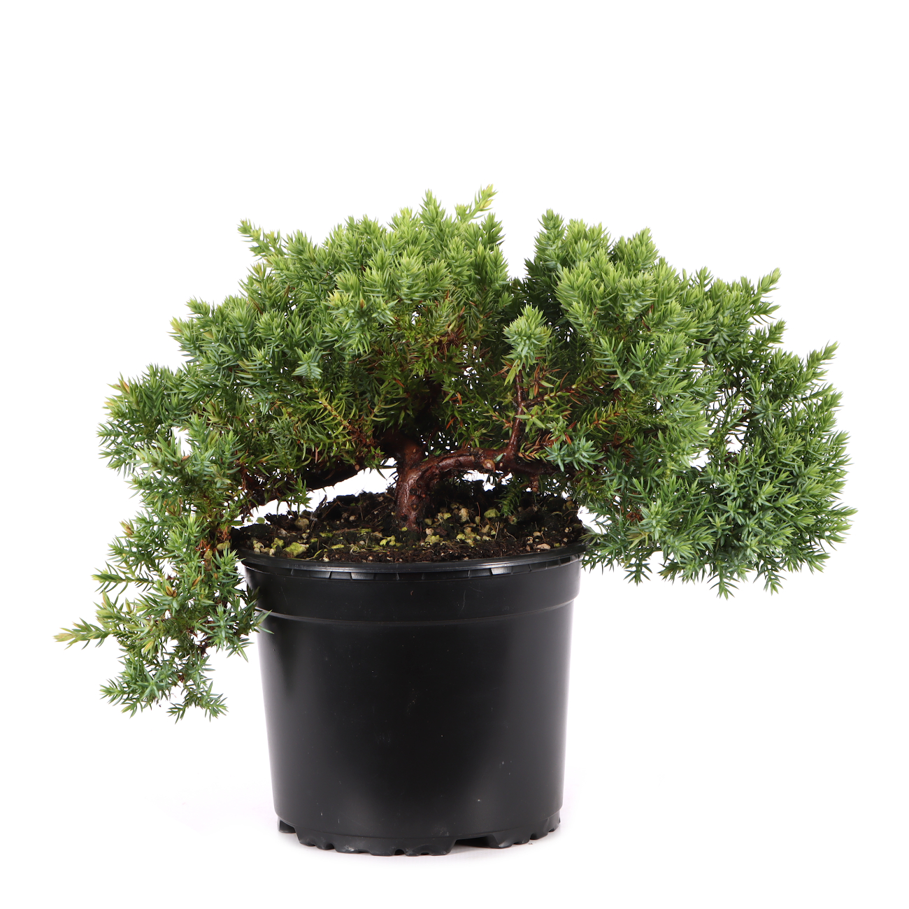 Juniperus procumbens 'Nana'