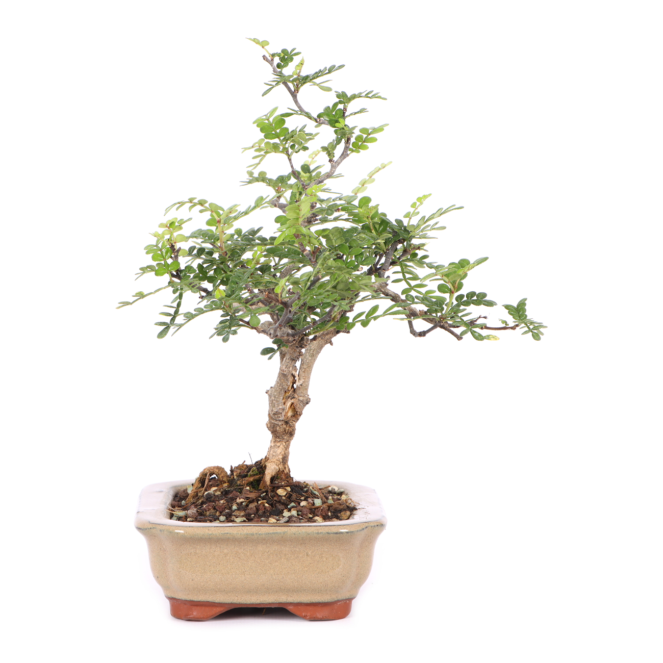 Zanthoxylum spec.