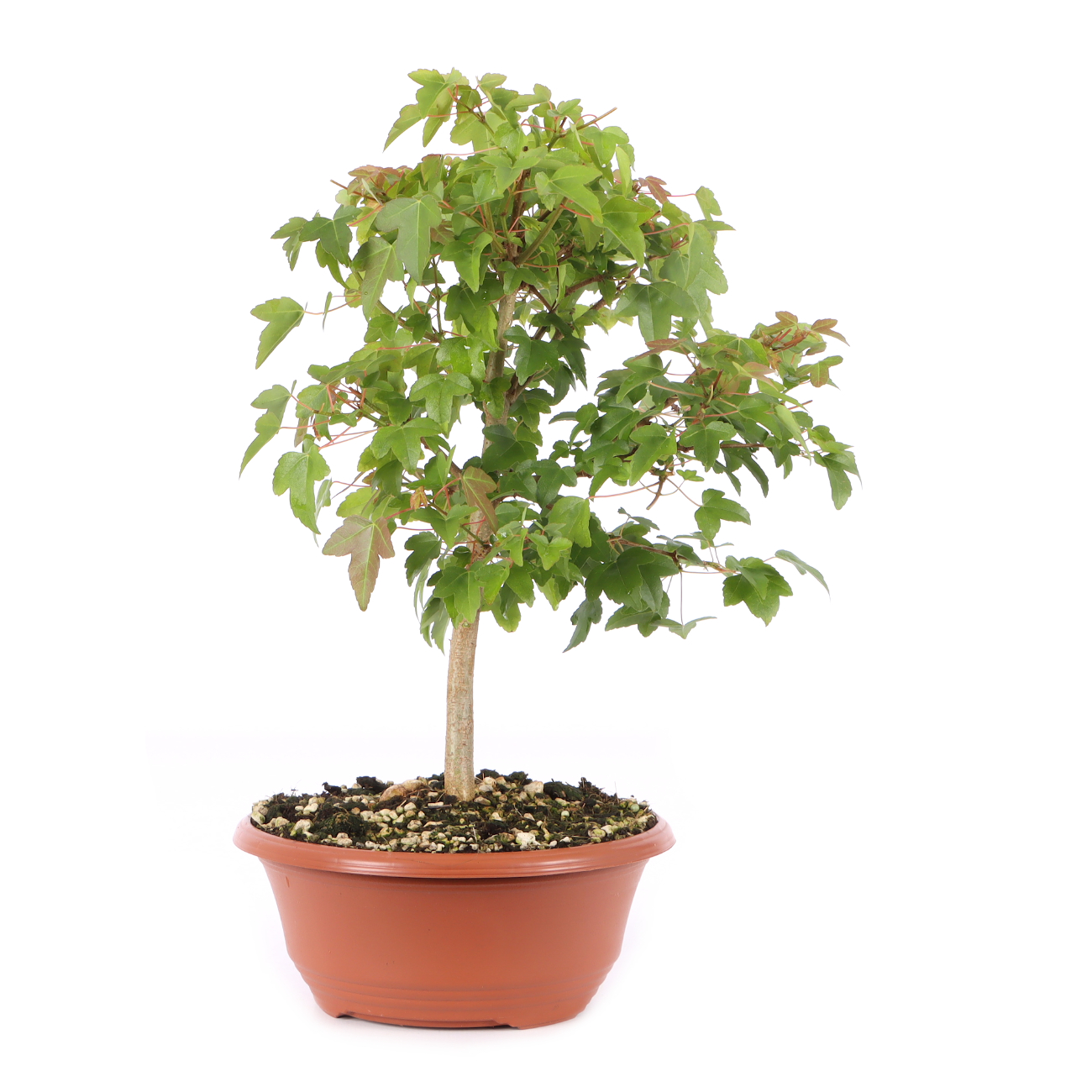 Acer buergerianum
