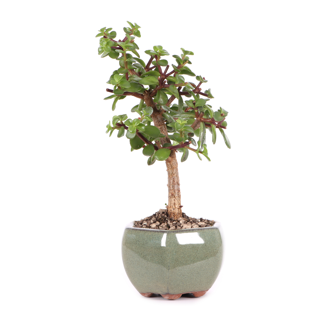 Portulacaria afra