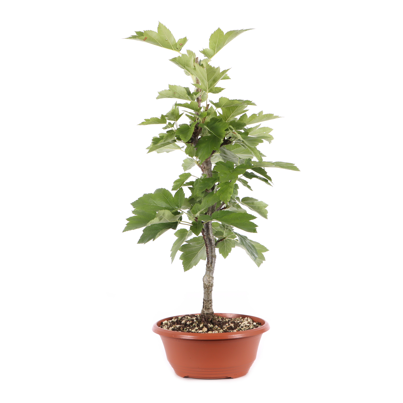 Sorbus torminalis