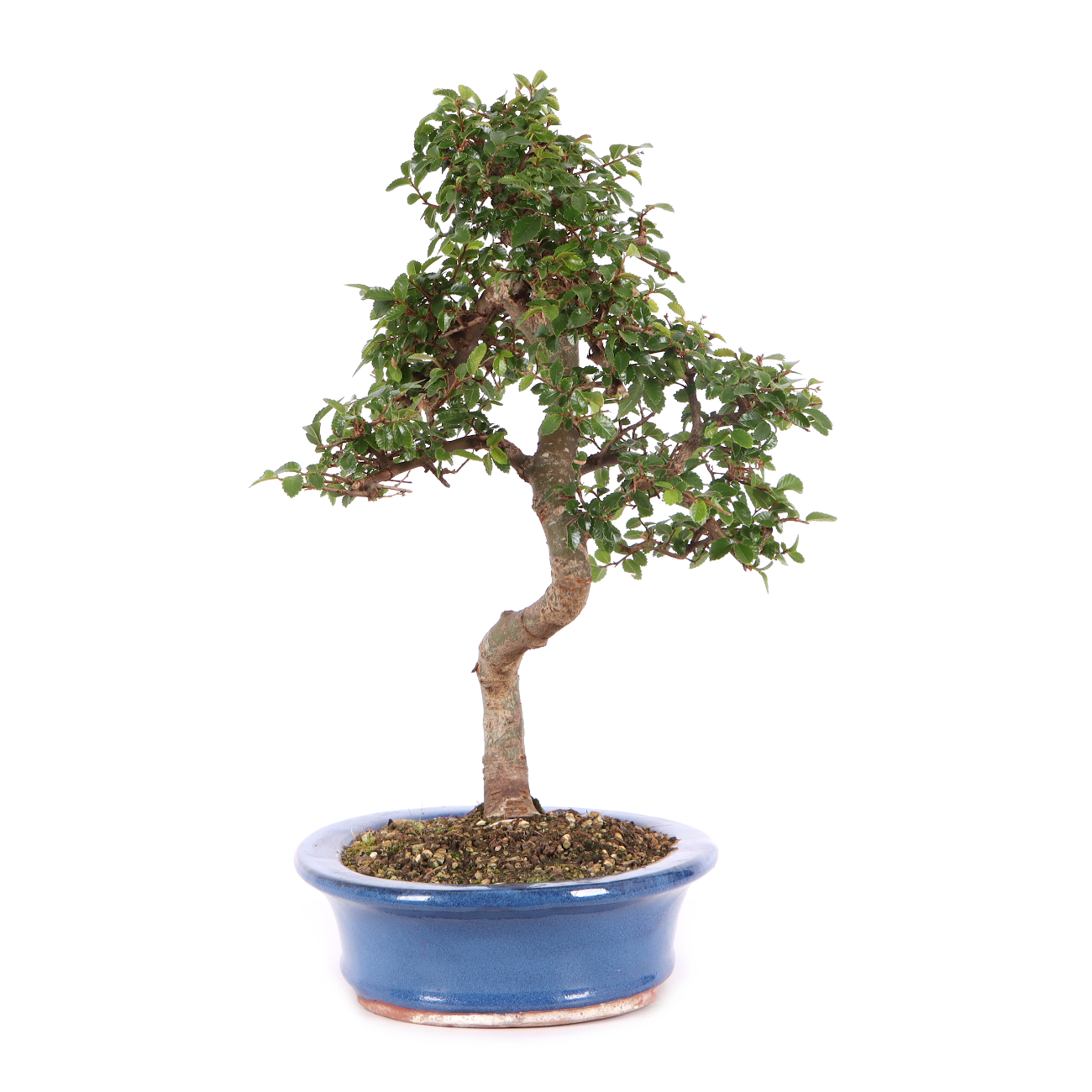 Ulmus parvifolia