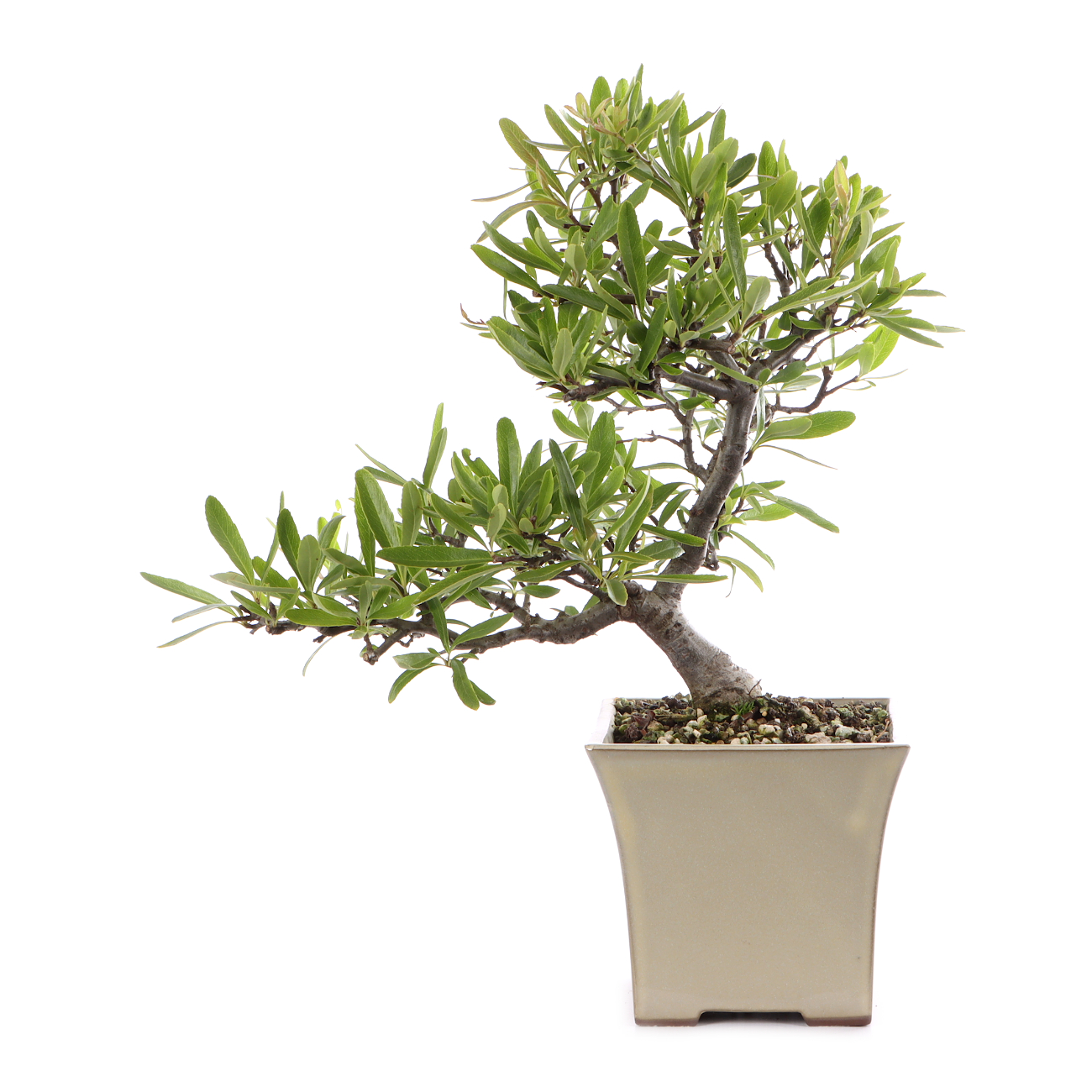 Pyracantha angustifolia