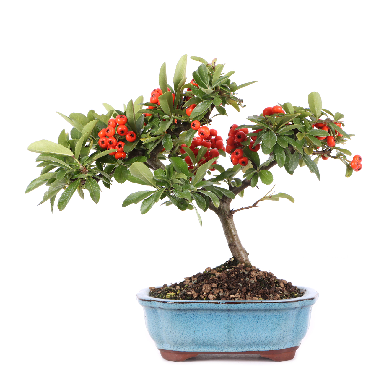 Pyracantha angustifolia
