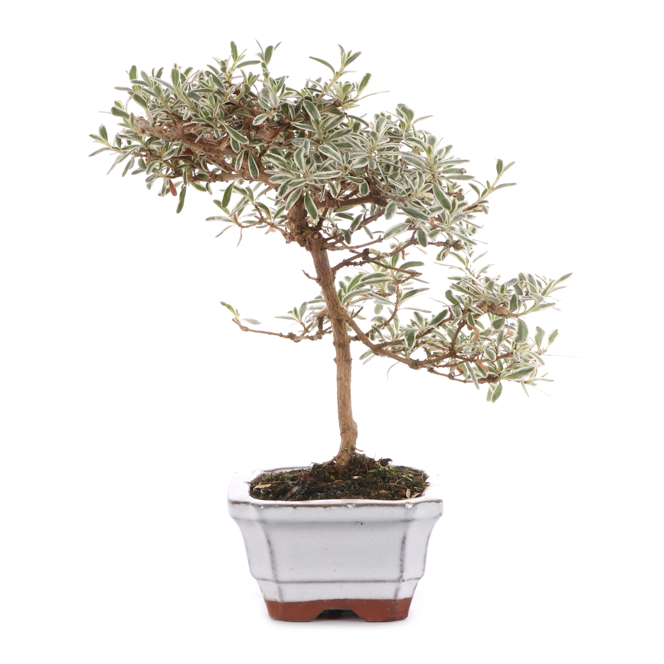 Coprosma x kirkii 'Variegata'