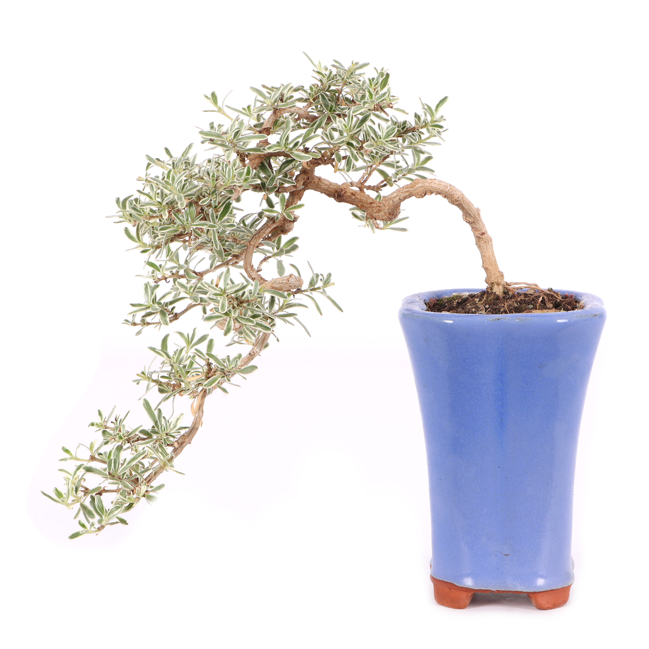 Coprosma x kirkii 'Variegata'