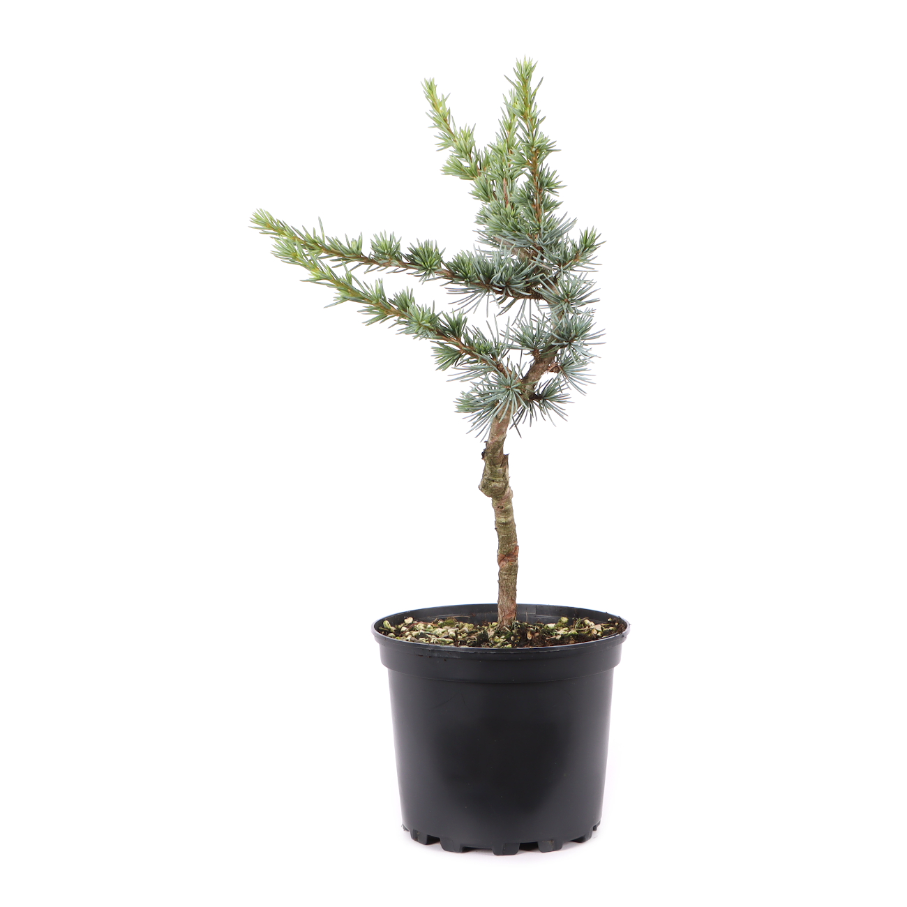Cedrus atlantica 'Glauca'