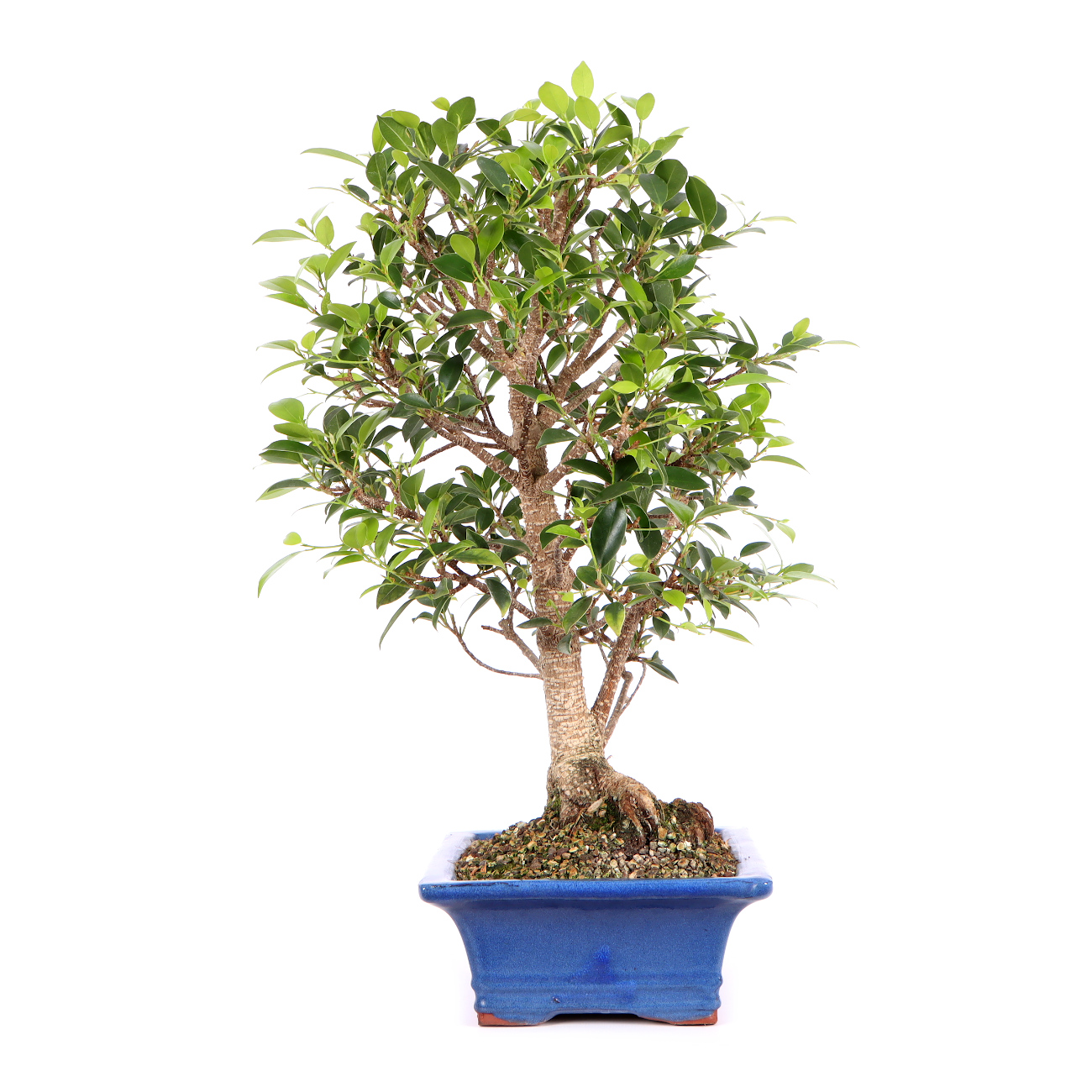 Seitenansicht rechts