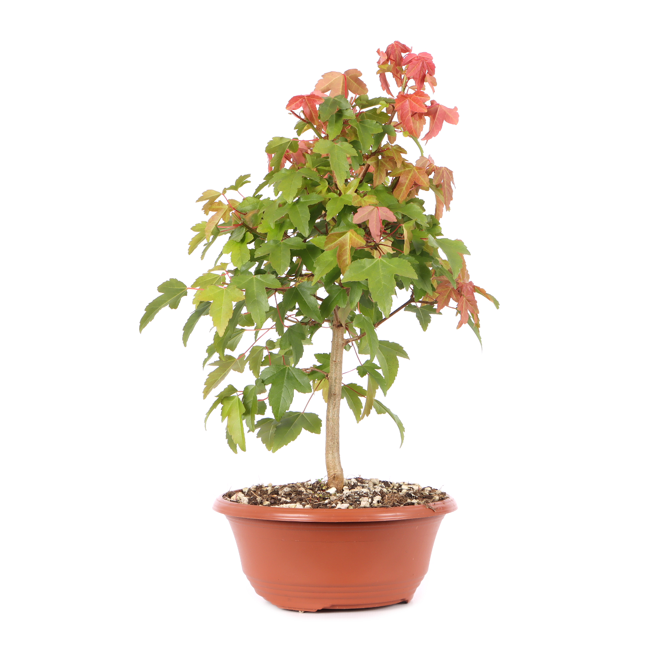 Acer buergerianum