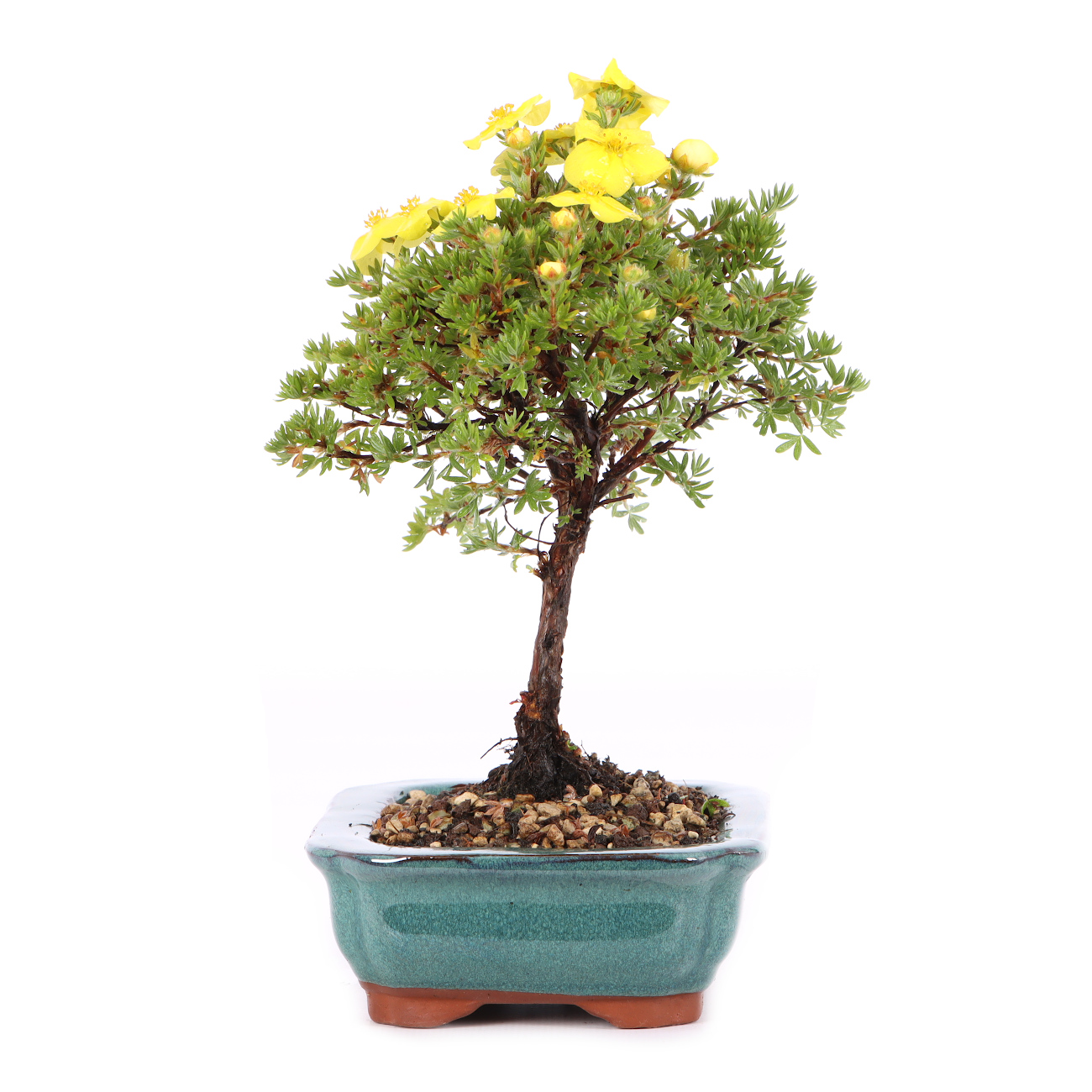 Potentilla fruticosa 'Kobold'