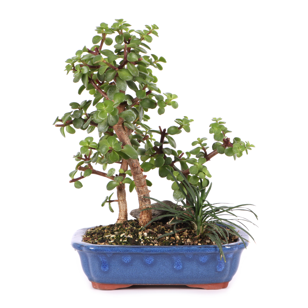 Portulacaria afra