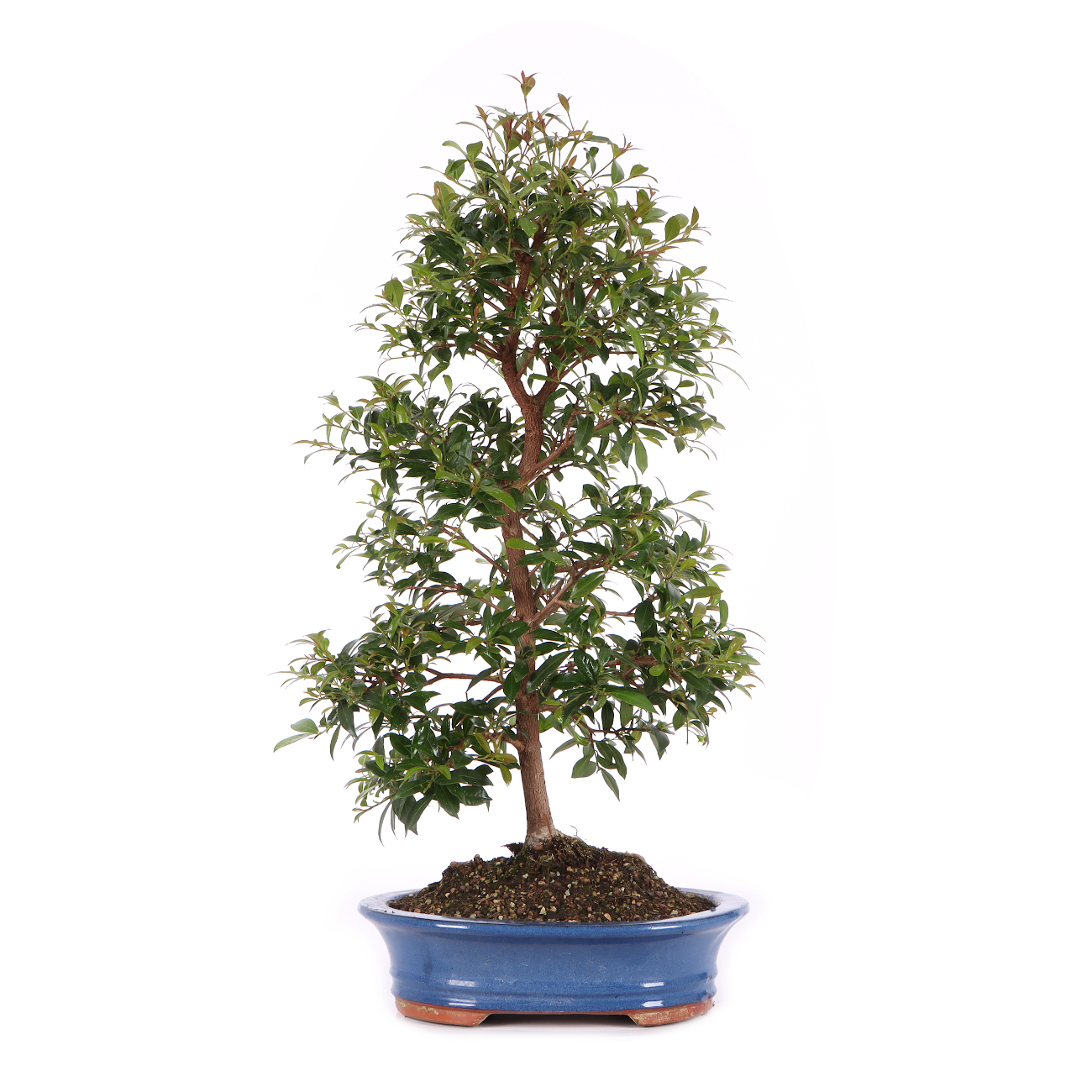 Syzygium paniculatum