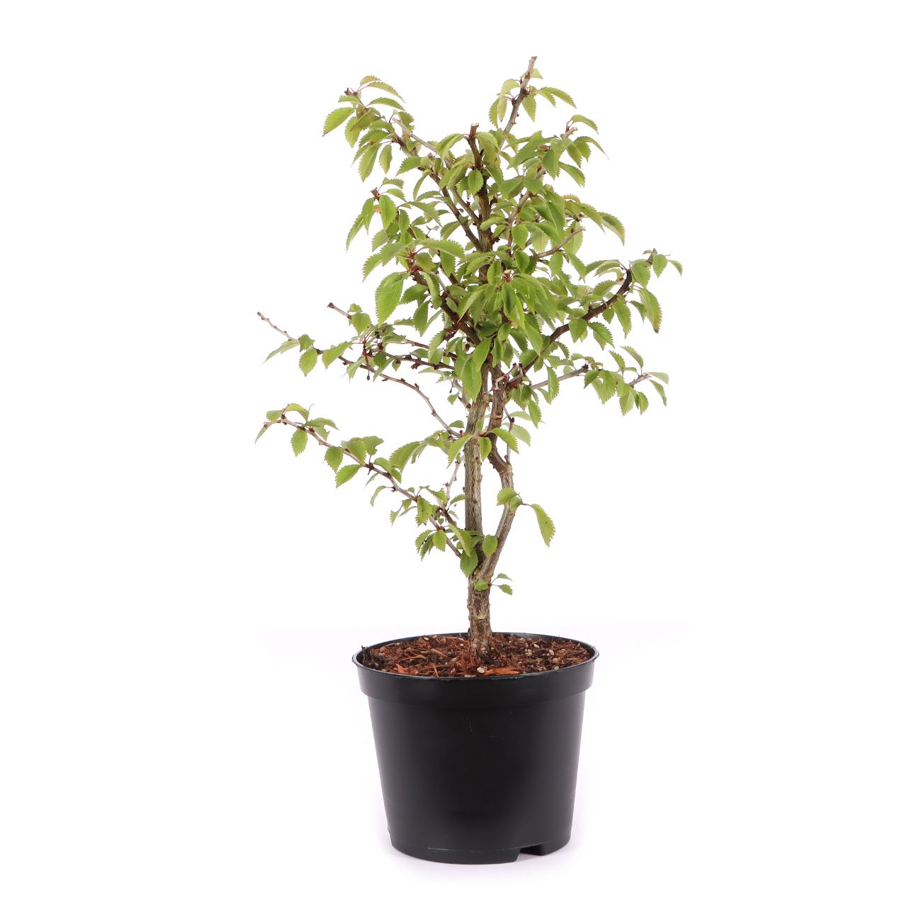 Prunus incisa 'Kojou-no-mai'