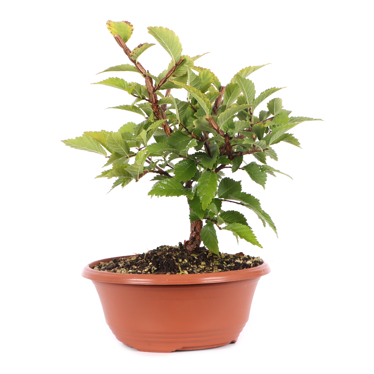 Ulmus minor var.