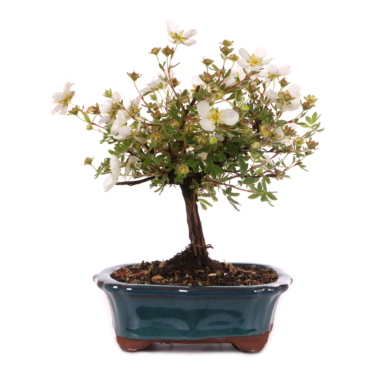Potentilla fruticosa 'Abbotswood'