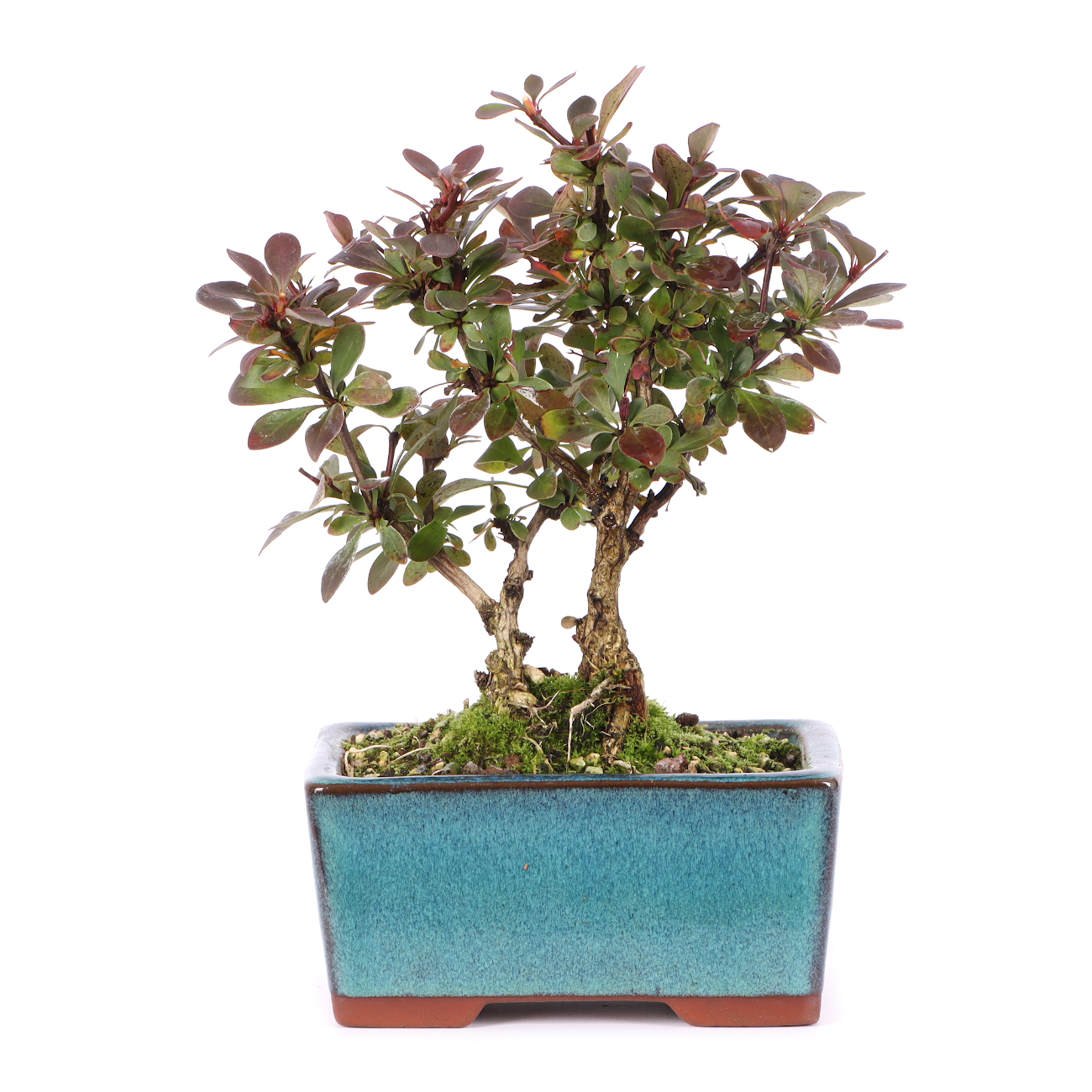 Berberis thunbergii 'Atropurpurea Nana'