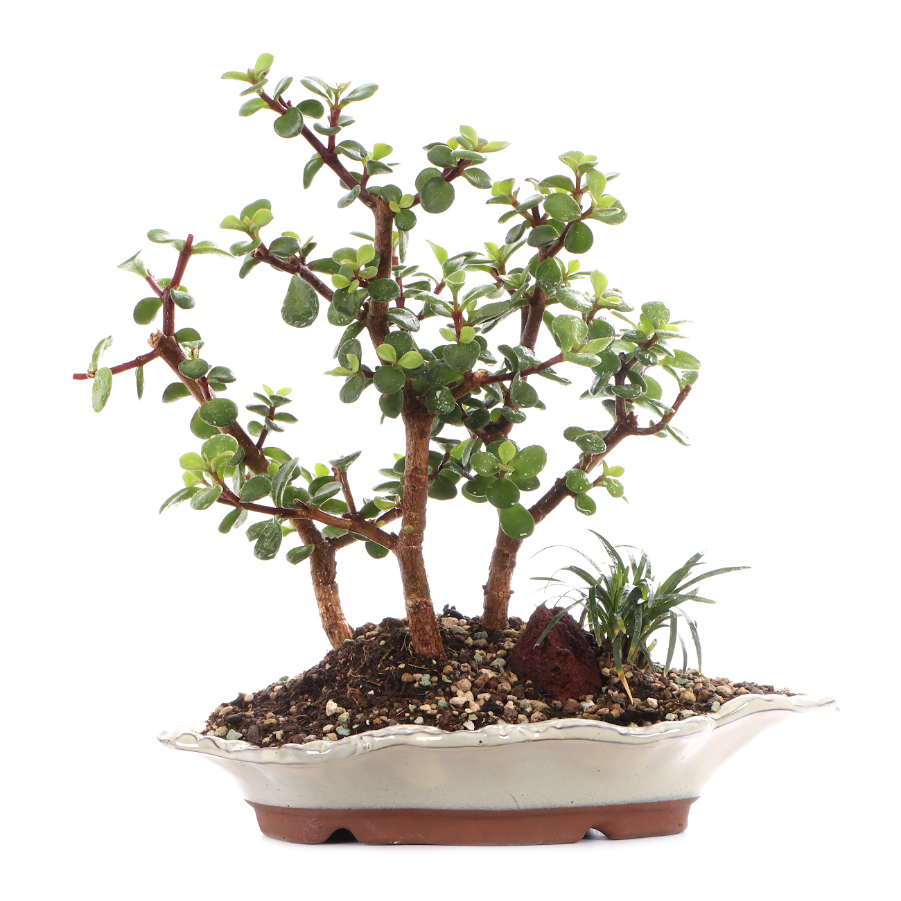 Portulacaria afra