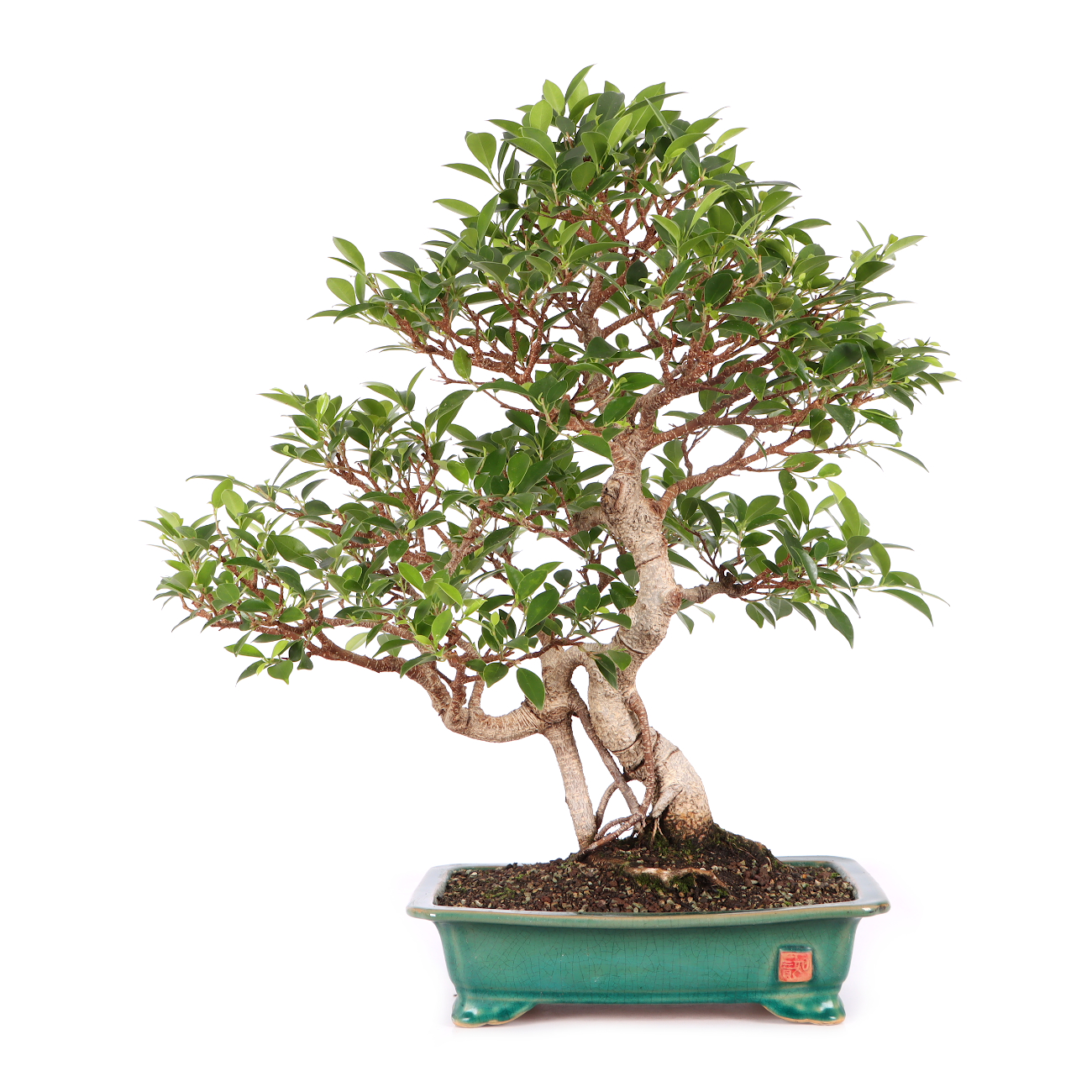 Ficus microcarpa 'Tiger Bark'