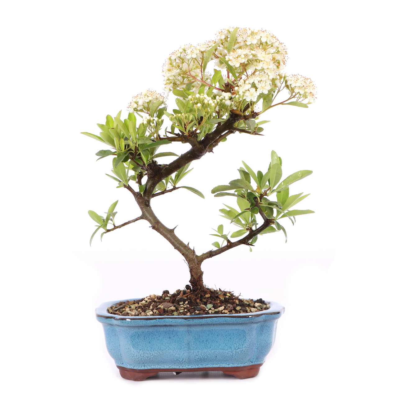 Pyracantha coccinea 'Orange Glow'