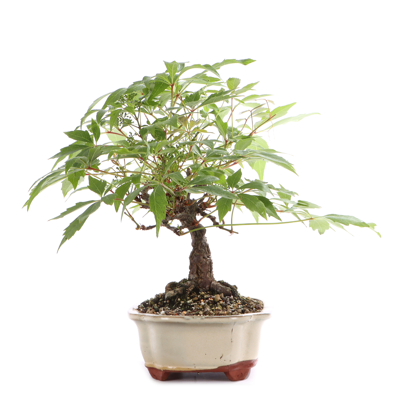 Parthenocissus quinquefolia