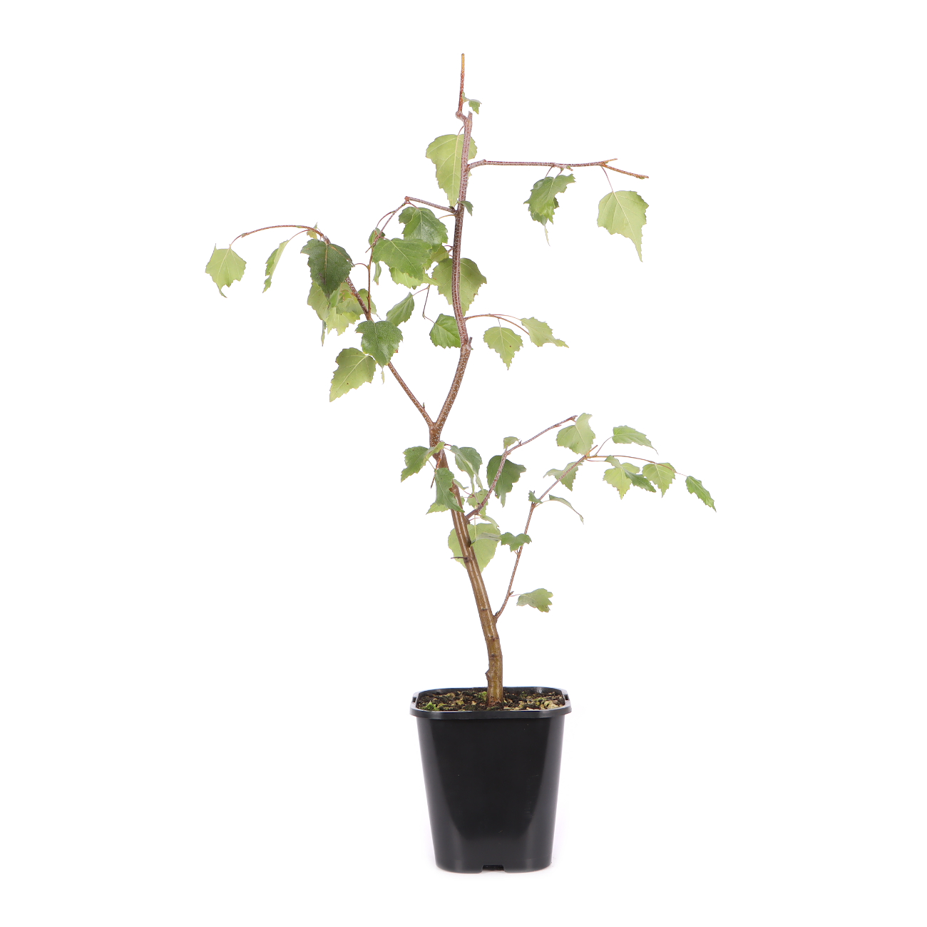 Betula pendula 'Youngii'