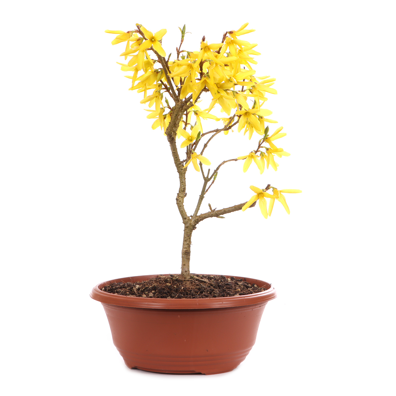 Forsythia x intermedia 'Minigold'