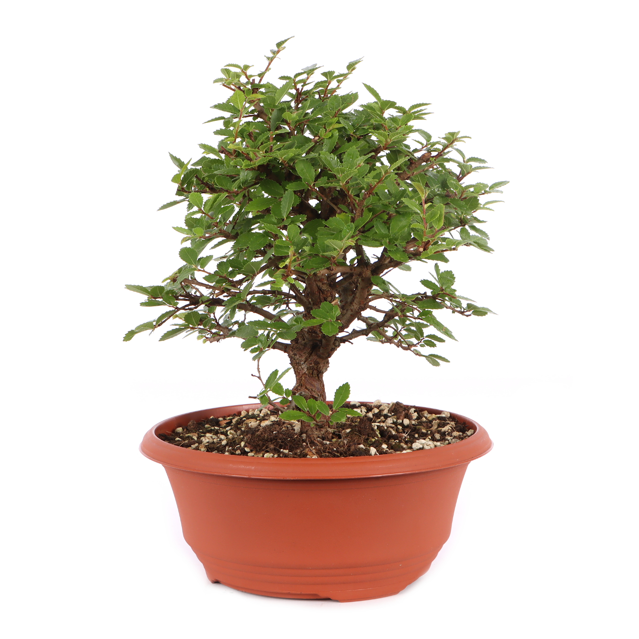 Ulmus japonica