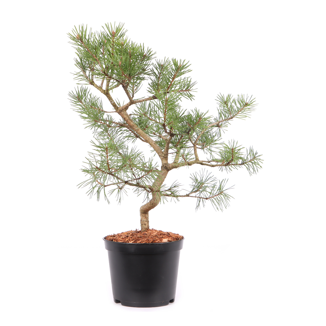 Pinus sylvestris 'Norske Typ'