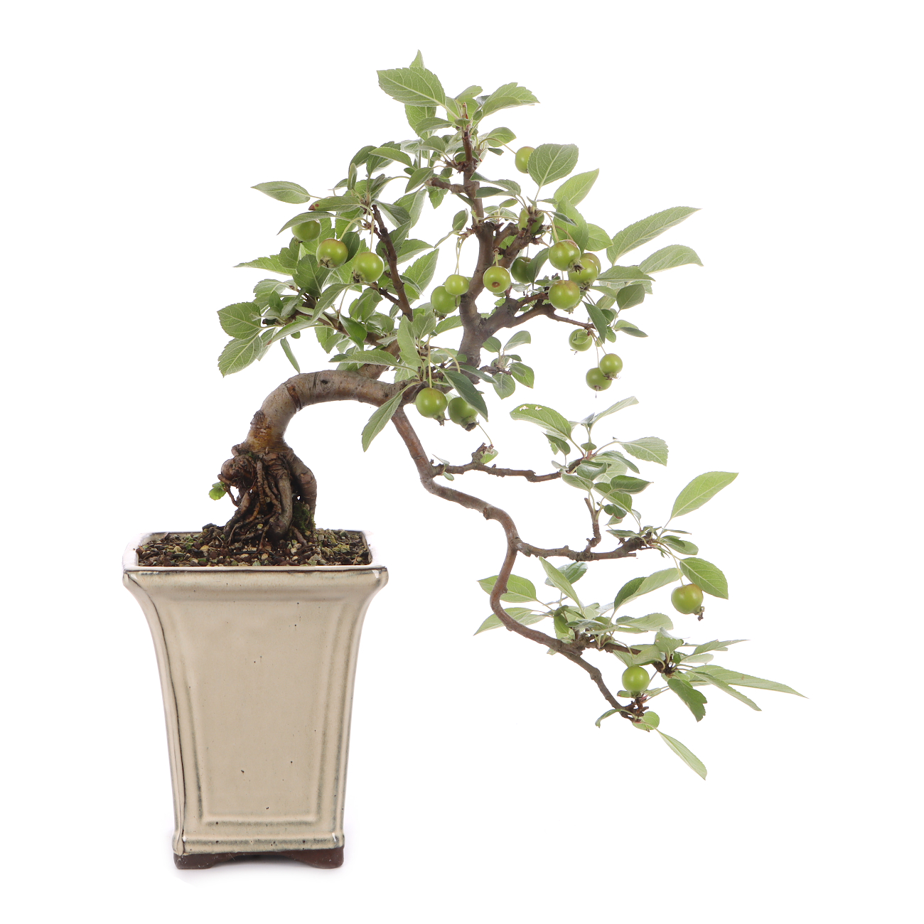 Malus spec.